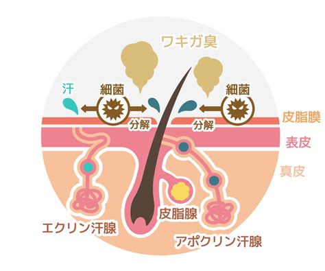 脇毛を切る(カットする)とワキガ対策になる？脇毛を。